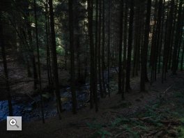 Forêt d’épicéas dans le Wüstenbachtal en 2012. Les conditions de lumière compliquent le développement de la faune et la flore indigène