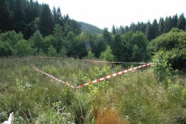Perlenbachtal : 2 ans après le déboisement, les premiers feuillus se développent. L’objectif est de créer une forêt alluviale
