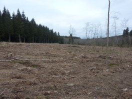 Surface déboisée récemment sans dégâts dans le Wüstebachtal. Le bois a été enlevé par des câbles