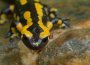 salamander feuersalamander