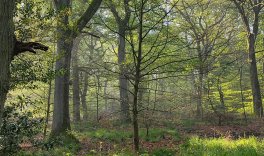 Vogelkundliche Wald-Exkursion zusammen mit dem Förderverein Propsteier Wald