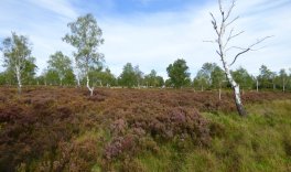 Naturkundliche Wanderung im Heidegebiet "Struffelt" (Schwerpunkt Vogelwelt)