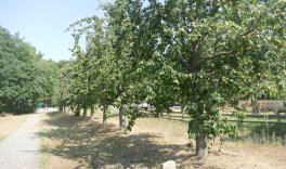 Obstgehölze: Erziehungsschnitt