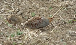 Treffen des Ornithologischen Arbeitskreises