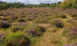  In Moor und Heide – das Mützenicher Venn