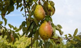 reife Münsterbirnen