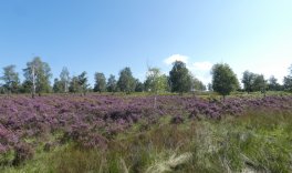 Ankündigung Veranstaltung