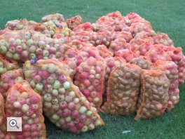 Auch in diesem Jahr wird aus gesammelten Äpfeln wieder Saft gepresst