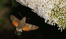 Aufruf zum Bioblitz 2024 und der "Schmetterlings-Challenge"