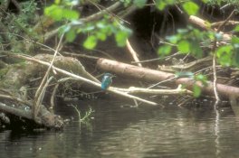 Benötigt zum Überleben naturnahe Bachläufe: Der Eisvogel in der Eifel