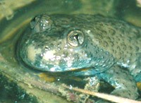 Caractéristique du crapaud sonneur à ventre jaune sont les pupilles en forme de cœur