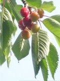 Cerises