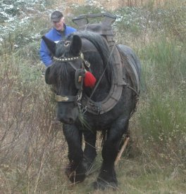Cheval de débardage dans le Wüstebachtal en 2012