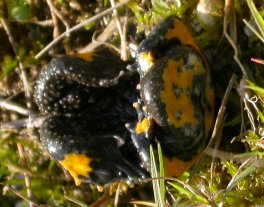 Crapaud sonneur en position de défense : lors de danger, l’aposématisme est appliqué