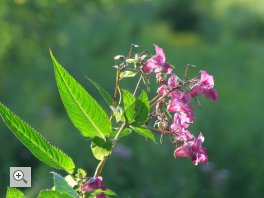 Das schöne "Drüsige Springkraut"