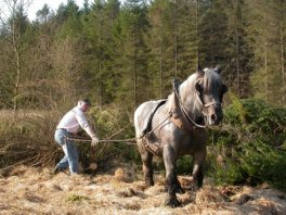 Déboisement d'épicéas à l'aide d'un cheval de débardage