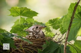 Die Kronen der Bäume bieten Schutz für zahlreiche Vögel und ihre Brut.