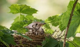 Die Kronen der Bäume bieten Schutz für zahlreiche Vögel und ihre Brut.