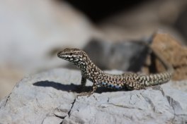 Die Mauereidechse (Podarcis muralis) lebt in felsigen und steinigen Lebensräumen und bevorzugt südexponierte Standorte . Als einzige heimische Eidechse ist sie bei Sonnenschein und milden Temperaturen selbst im Winter auf den Felsen anzutreffen.