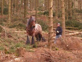 Einsatz von Rückepferden im Perlenbachtal