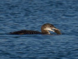 Eistaucher gesehen im Januar 2016 am Blausteinsee