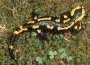 Feuersalamander