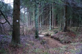 Fichtenforst am Bach vor einer Renaturierungsmaßnahme.