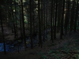 Fichtenforst im Wüstebachtal 2012. Die bestehenden Lichtverhältnisse erschweren die Entwicklung der heimischen Tier- und Pflanzenwelt.