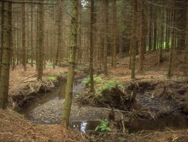 Forêt d’épicéas avec structure de ruisseau naturelle : les insectes qui se développent dans le ruisseau ont des difficultés de s’étendre dans le biotope