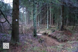Forêt d’épicéas près du ruisseau avant la mesure de renaturation