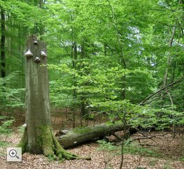 Habitat forêt: Une forêt vierge se développant