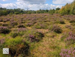  In Moor und Heide – das Mützenicher Venn