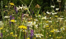 Jetzt Blumenwiesen einsäen!