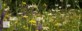 Jetzt Blumenwiesen einsäen!