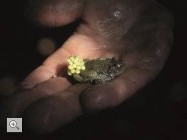 LIFE-Amphibienverbund: Treffen der Amphibien-Ranger/innen