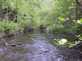 Le Perlenbach avec forêt alluviale