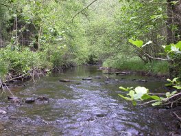Le Perlenbach avec forêt alluviale inactive : habitat pour la moule perlière d’eau douce