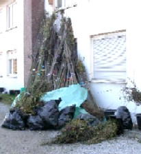 Le matériel végétal avant d'être distribuer