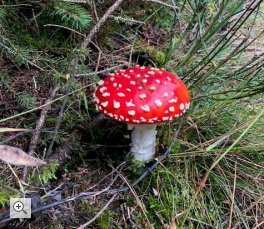 Mit seiner auffälligen Farbe ist der "Glückspilz" einer der bekanntesten Giftpilze