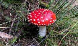 Mit seiner auffälligen Farbe ist der "Glückspilz" einer der bekanntesten Giftpilze