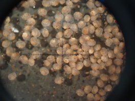 Moules âgés de trois mois vu sous le microscope