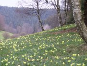 Narzissus Pseudonarcissus