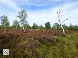 Naturkundliche Wanderung im Heidegebiet "Struffelt" (Schwerpunkt Vogelwelt)