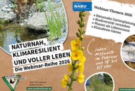 Naturnah, klimaresilient und voller Leben:  Neue Webinar-Reihe 2026 des Projektes „Insektenfreude – mit regionalen Wildpflanzen“