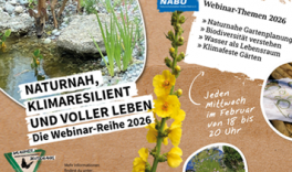 Naturnah, klimaresilient und voller Leben:  Neue Webinar-Reihe 2026 des Projektes „Insektenfreude – mit regionalen Wildpflanzen“