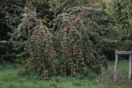 Ontario-Apfelbaum