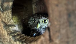 Ornithologischer Jahresbericht 2025