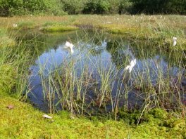 Palse dans la réserve naturelle "Vennhochfläche" près de Mützenich