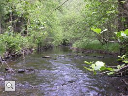 Perlenbach, Heimat der letzten Flussperlmuscheln in NRW