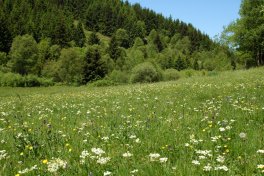 Résultat après le déboisement : prairie de fauche de montagne riche en espèces en 2012